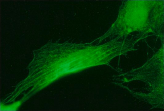 Anti-Myosin (Skeletal and Smooth) antibody produced in rabbit whole antiserum