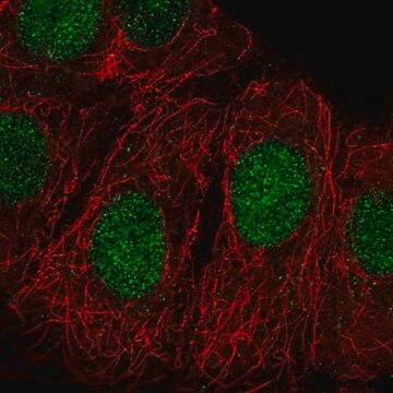 Anti-ZRANB3 antibody produced in rabbit Prestige Antibodies&#174; Powered by Atlas Antibodies, affinity isolated antibody