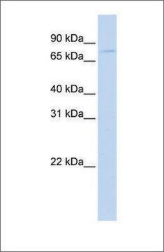 Anti-APP (ab2) antibody produced in rabbit affinity isolated antibody