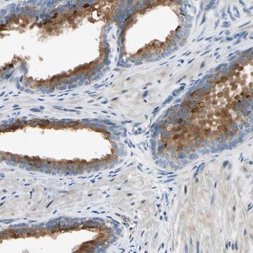 Anti-NPDC1 antibody produced in rabbit Prestige Antibodies&#174; Powered by Atlas Antibodies, affinity isolated antibody, buffered aqueous glycerol solution