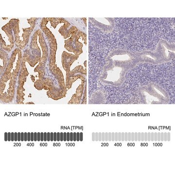 Anti-AZGP1 antibody produced in rabbit Prestige Antibodies&#174; Powered by Atlas Antibodies, affinity isolated antibody, buffered aqueous glycerol solution