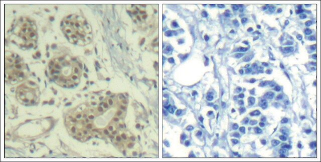 Anti-phospho-MDM2 (pSer166) antibody produced in rabbit affinity isolated antibody