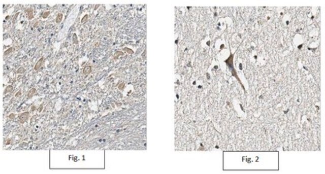 Anti-NTR1 Antibody, clone 8F11.1 clone 8F11.1, from mouse