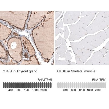 Anti-CTSB antibody produced in rabbit Prestige Antibodies&#174; Powered by Atlas Antibodies, affinity isolated antibody, buffered aqueous glycerol solution