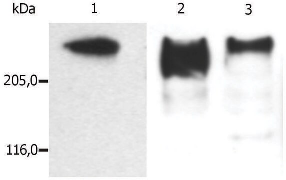 Monoclonal Anti-MAP2 antibody produced in mouse clone MT-01