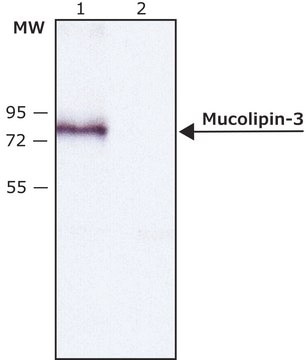 Anti-Mucolipin-3 (C-terminal) antibody produced in rabbit ~1.5&#160;mg/mL, affinity isolated antibody, buffered aqueous solution