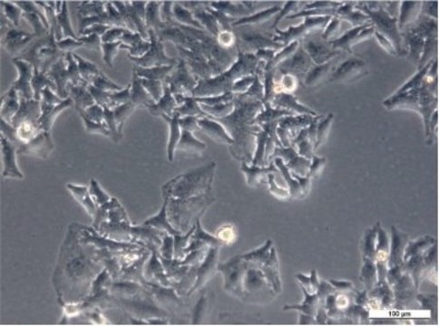 HeLa Cell Line human 93021013, epitheloid cervix carcinoma