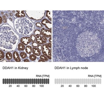 Anti-DDAH1 antibody produced in rabbit Prestige Antibodies&#174; Powered by Atlas Antibodies, affinity isolated antibody, buffered aqueous glycerol solution