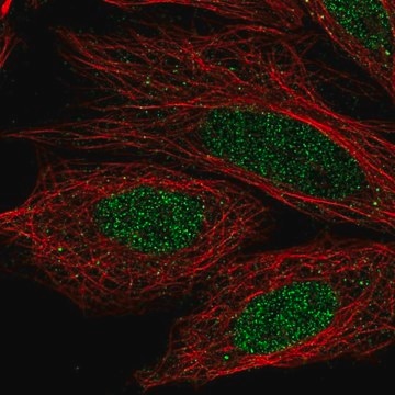 Anti-CCDC36 antibody produced in rabbit Prestige Antibodies&#174; Powered by Atlas Antibodies, affinity isolated antibody