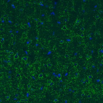 Monoclonal Anti-GAD1 antibody produced in mouse Prestige Antibodies&#174; Powered by Atlas Antibodies, clone CL2914, purified immunoglobulin, buffered aqueous glycerol solution