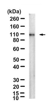 Anti-CD133 Antibody, clone 13A4 clone 13A4, Chemicon&#174;, from rat