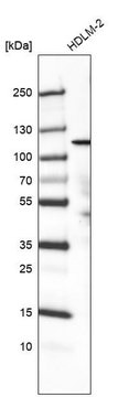 Monoclonal Anti-PIK3CA antibody produced in mouse Prestige Antibodies&#174; Powered by Atlas Antibodies, clone CL8345, purified immunoglobulin, buffered aqueous glycerol solution