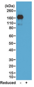 Anti-Mouse IgA antibody, Rabbit monoclonal recombinant, expressed in HEK 293 cells, clone RM220, purified immunoglobulin