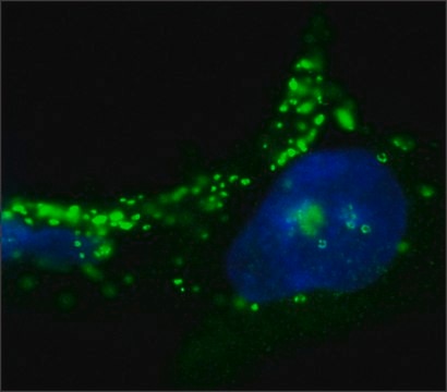 Anti-ADFP / PLIN2 antibody, Mouse monoclonal clone ADFP-5, purified from hybridoma cell culture