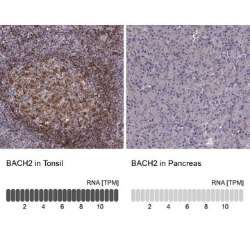 Anti-BACH2 antibody produced in rabbit Prestige Antibodies&#174; Powered by Atlas Antibodies, affinity isolated antibody, buffered aqueous glycerol solution