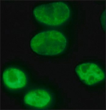 Anti-FUS (internal region) antibody produced in rabbit affinity isolated antibody