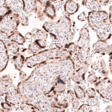 Anti-NUP54 antibody produced in rabbit Prestige Antibodies&#174; Powered by Atlas Antibodies, affinity isolated antibody, buffered aqueous glycerol solution