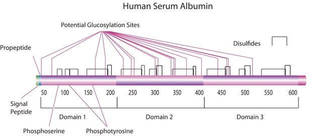 Albumin human recombinant, expressed in rice, lyophilized powder, suitable for cell culture, low endotoxin, &#8805;96% (SDS-PAGE)