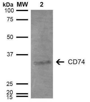 Monoclonal Anti-CD74 antibody produced in mouse clone 3D7