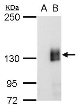 Monoclonal Anti-mCherry antibody produced in mouse clone GT857, affinity isolated antibody