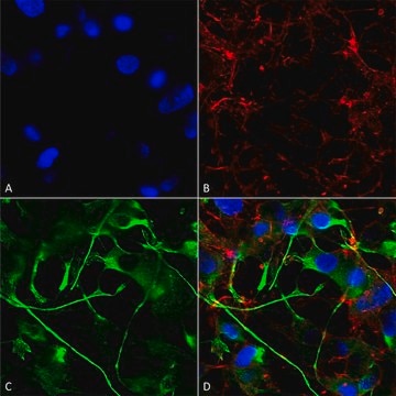 Monoclonal Anti-Vglut2 - Apc antibody produced in mouse clone S29-29, purified immunoglobulin