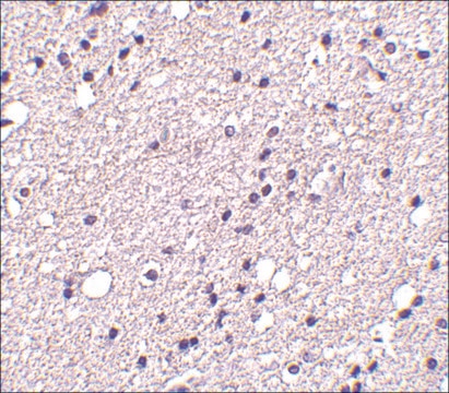 Anti-NK3R antibody produced in rabbit affinity isolated antibody, buffered aqueous solution