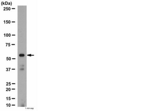 Anti-Nicotinic Acetylcholine Receptor &#945;4 Antibody from rabbit, purified by affinity chromatography