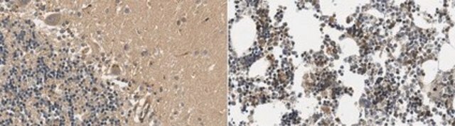 Anti-TREM-2 from rabbit, purified by affinity chromatography