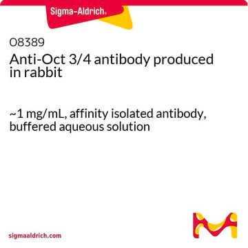 Anti-Oct 3/4 antibody produced in rabbit ~1&#160;mg/mL, affinity isolated antibody, buffered aqueous solution