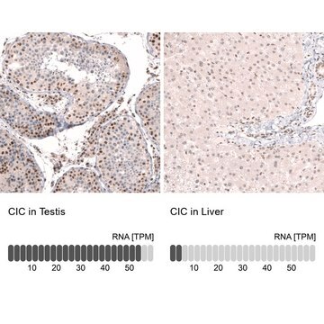 Anti-CIC antibody produced in rabbit Prestige Antibodies&#174; Powered by Atlas Antibodies, affinity isolated antibody, buffered aqueous glycerol solution