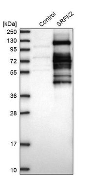 Anti-SRPK2 antibody produced in rabbit Prestige Antibodies&#174; Powered by Atlas Antibodies, affinity isolated antibody, buffered aqueous glycerol solution