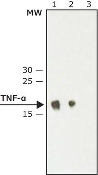 Monoclonal Anti-Tumor Necrosis Factor-&#945; antibody produced in hamster ~2&#160;mg/mL, clone TN3-19.12, purified immunoglobulin, buffered aqueous solution