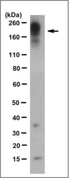 Anti-Shank3 Antibody, clone 16E2.3 clone 16E2.3, from mouse