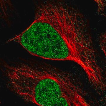 Anti-MNAT1 antibody produced in rabbit Prestige Antibodies&#174; Powered by Atlas Antibodies, affinity isolated antibody