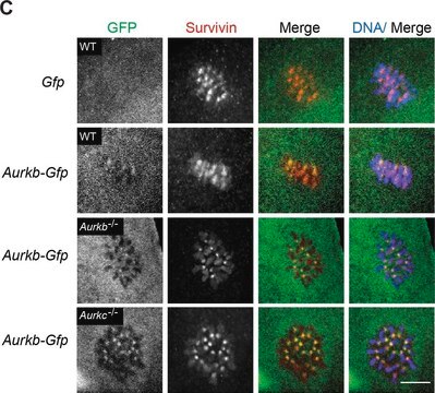 Monoclonal Anti-Green Fluorescent Protein (GFP) antibody produced in mouse clone GFP-20, ascites fluid