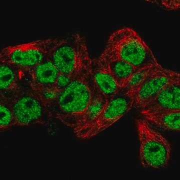 Anti-PROX1 antibody produced in rabbit Prestige Antibodies&#174; Powered by Atlas Antibodies, affinity isolated antibody