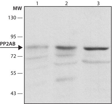 Anti-PP2A subunit B isoform B56-&#948; antibody, Mouse monoclonal clone H5D12, purified from hybridoma cell culture