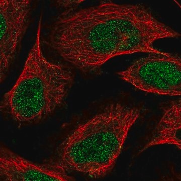 Anti-ZDBF2 antibody produced in rabbit Prestige Antibodies&#174; Powered by Atlas Antibodies, affinity isolated antibody