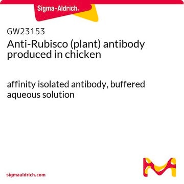 Anti-Rubisco (plant) antibody produced in chicken affinity isolated antibody, buffered aqueous solution