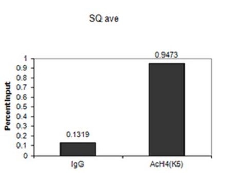 Anti-acetyl-Histone H4 (Lys5) Antibody serum, from rabbit