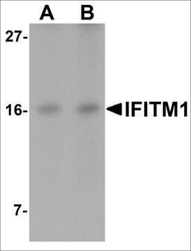 Anti-IFITM1 antibody produced in rabbit affinity isolated antibody, buffered aqueous solution