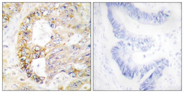 Anti-COX41 antibody produced in rabbit affinity isolated antibody