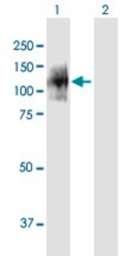 Anti-ENPP1 antibody produced in mouse IgG fraction of antiserum, buffered aqueous solution