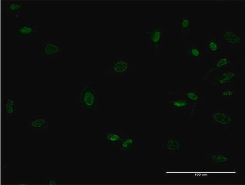 ANTI-MEOX1 antibody produced in mouse clone 4E10, purified immunoglobulin, buffered aqueous solution