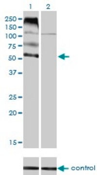 Monoclonal Anti-FLVCR antibody produced in mouse clone 4B2, purified immunoglobulin, buffered aqueous solution