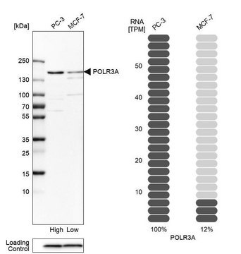 Anti-POLR3A antibody produced in rabbit Prestige Antibodies&#174; Powered by Atlas Antibodies, affinity isolated antibody, buffered aqueous glycerol solution