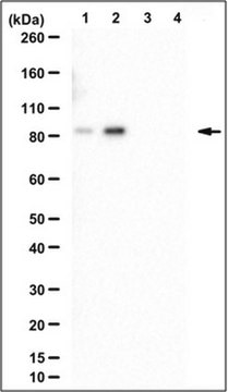 Anti-phospho-Glucocorticoid receptor Antibody, Ser226 from rabbit, purified by affinity chromatography