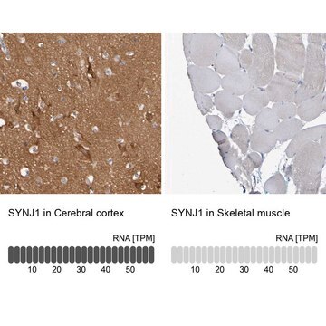 Anti-SYNJ1 antibody produced in rabbit affinity isolated antibody, buffered aqueous glycerol solution