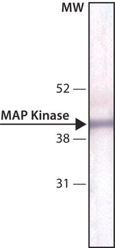 Anti-MAP Kinase, Non-Phosphorylated ERK antibody, Mouse monoclonal clone ERK-NP2, purified from hybridoma cell culture