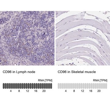 Anti-CD96 antibody produced in rabbit Prestige Antibodies&#174; Powered by Atlas Antibodies, affinity isolated antibody, buffered aqueous glycerol solution